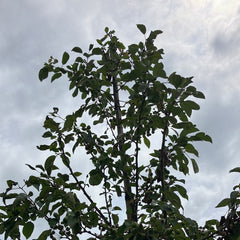 Zierapfel 'Red Sentinel' Hochstamm