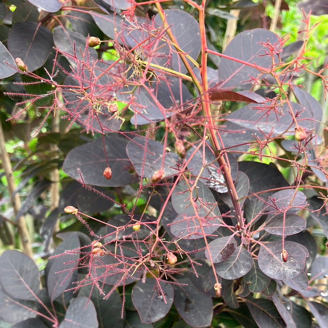 Roter Perückenstrauch 'Royal Purple' groß