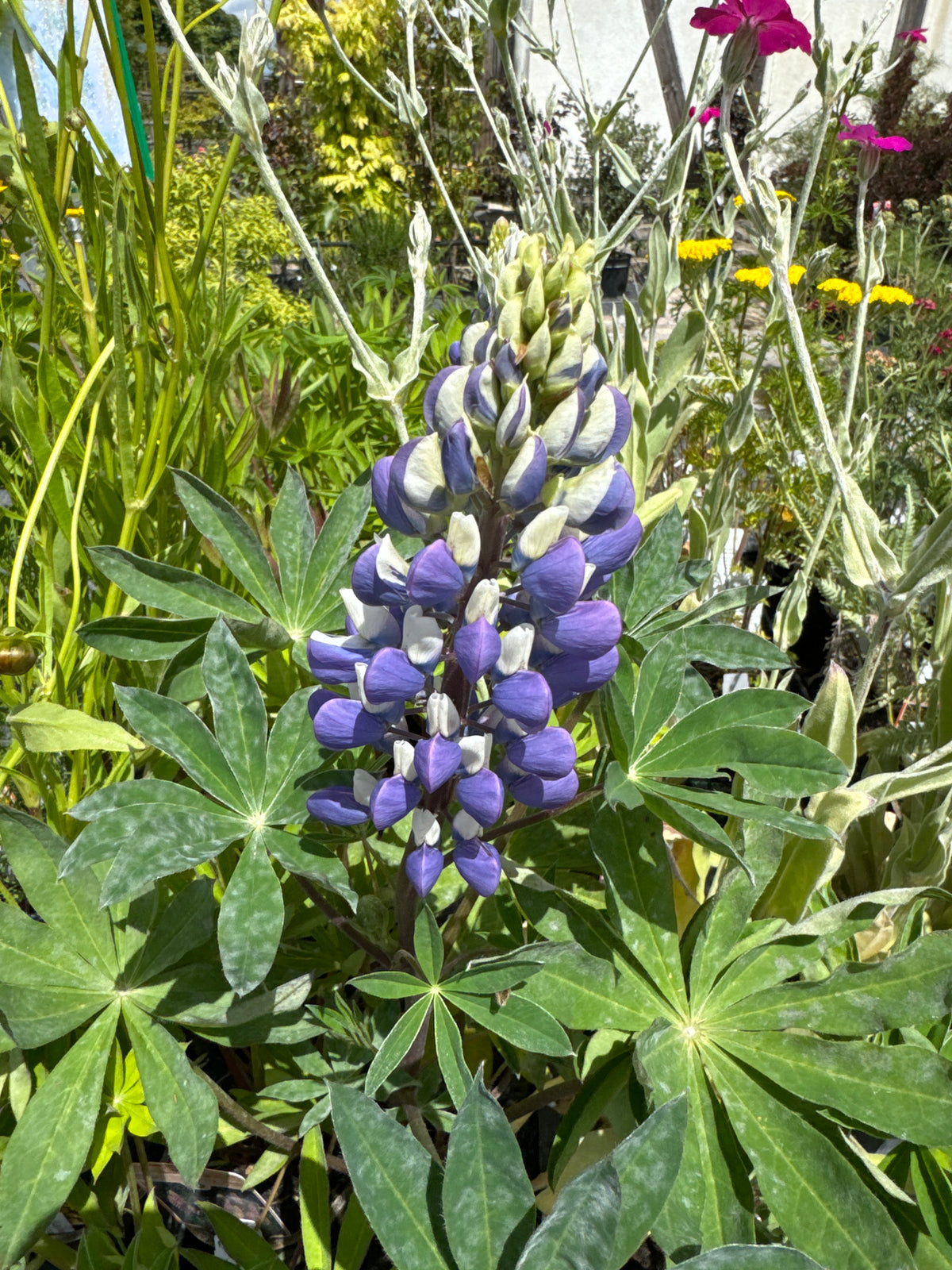 Lupine 'Kastellan'