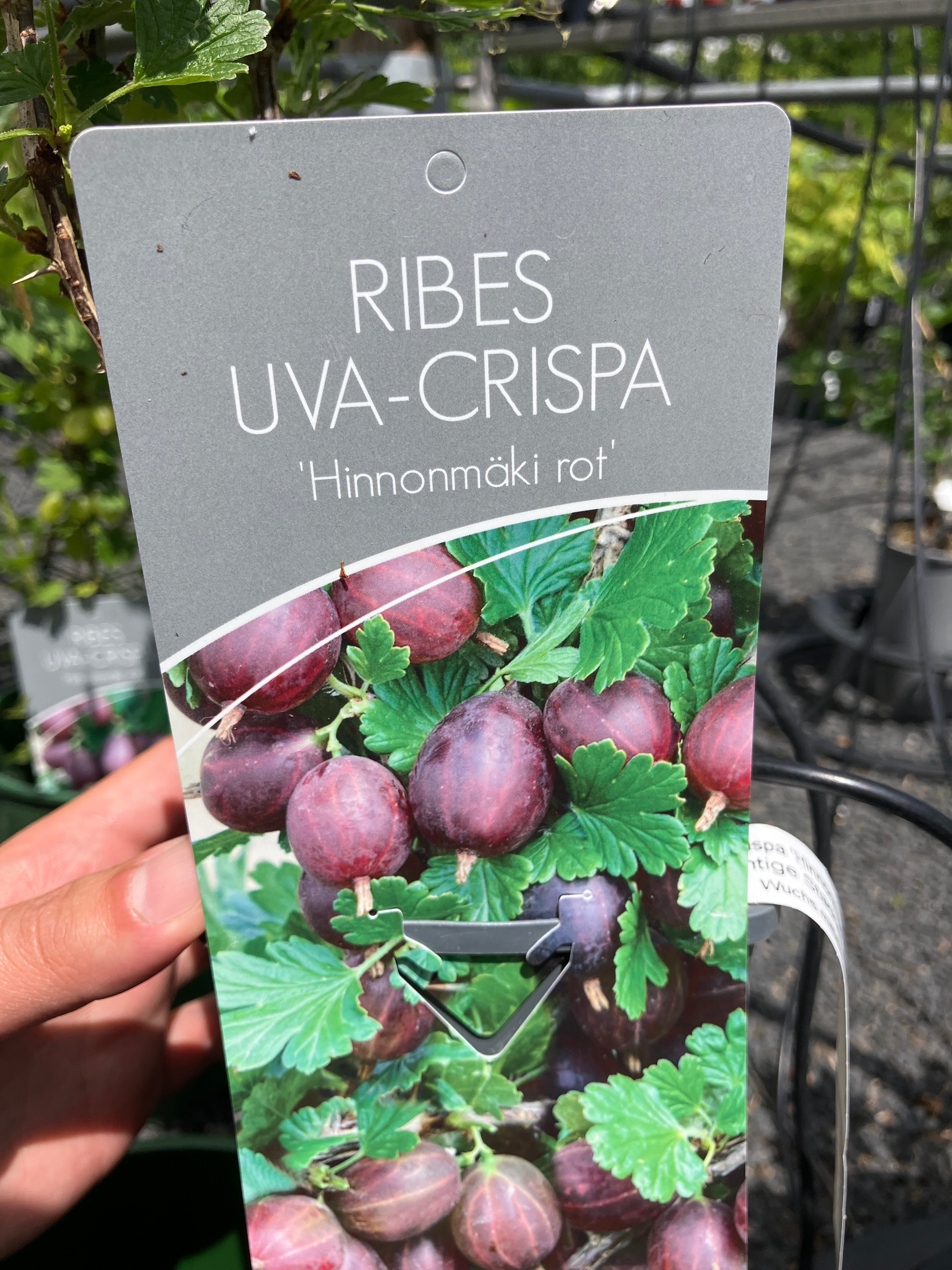 Stachelbeere Ribes uva-crispa 'Hinnonmäki rot'