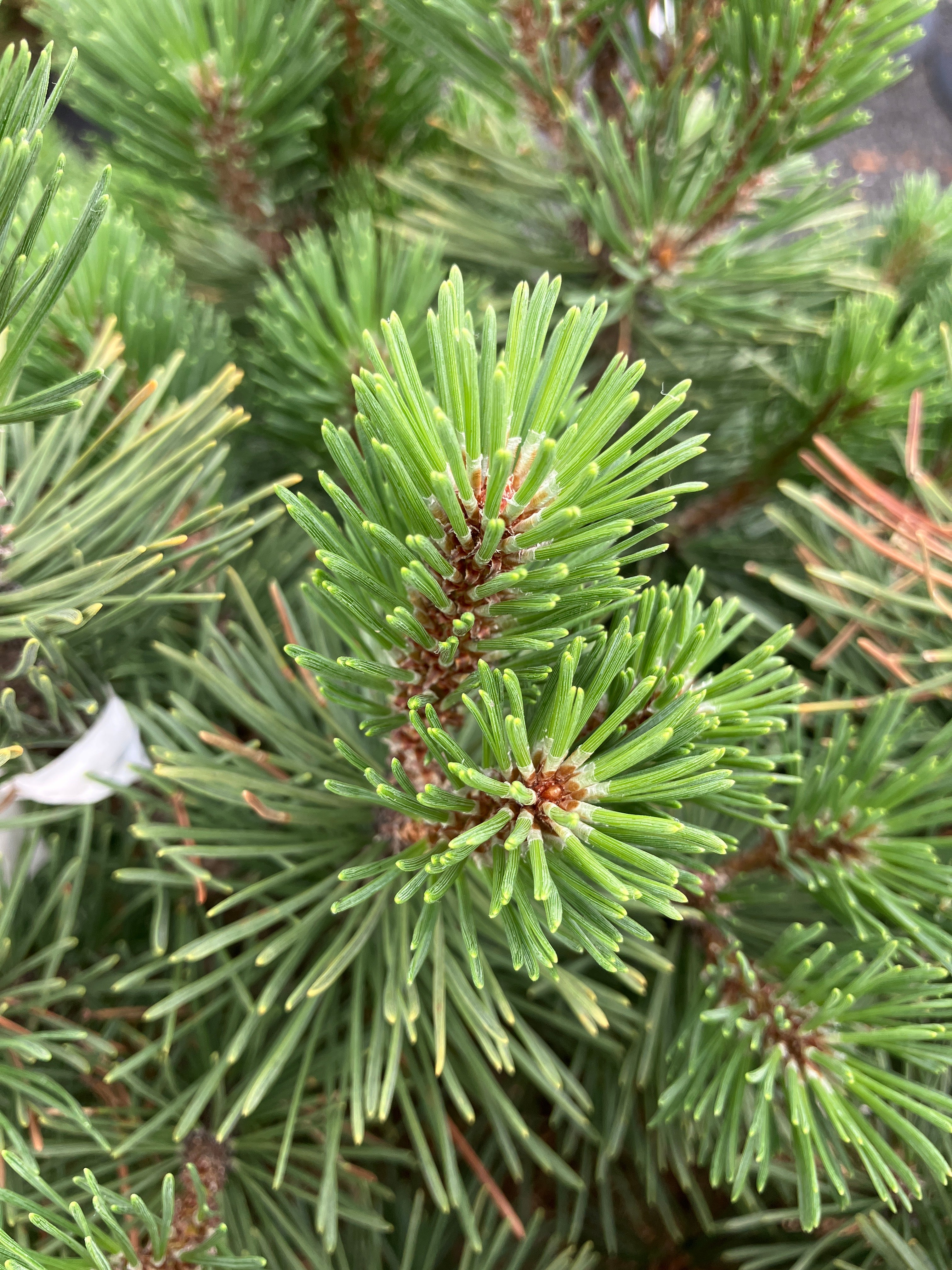 Krummholz-Kiefer Pinus mugo mughus