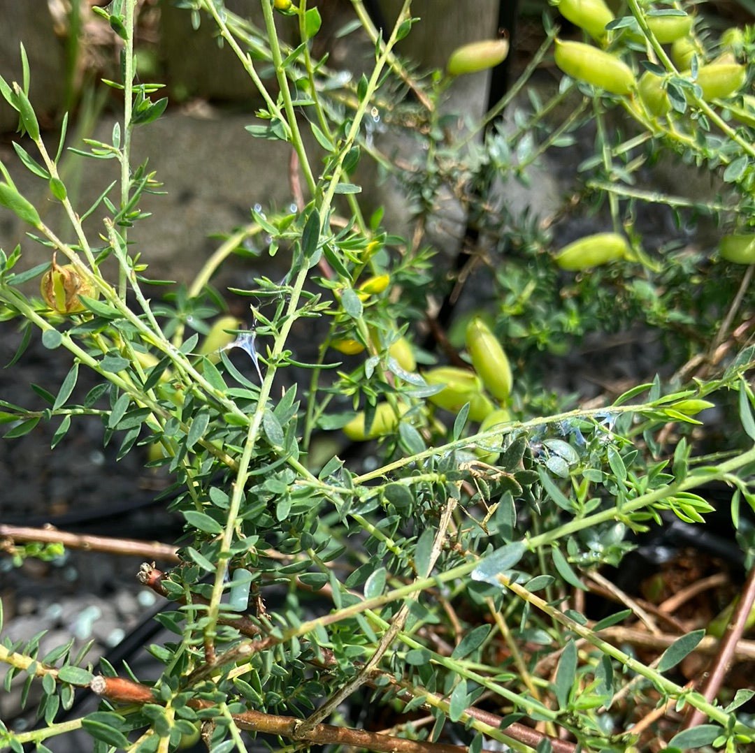 Schmetterlingsblüte 'Englischer Ginster'