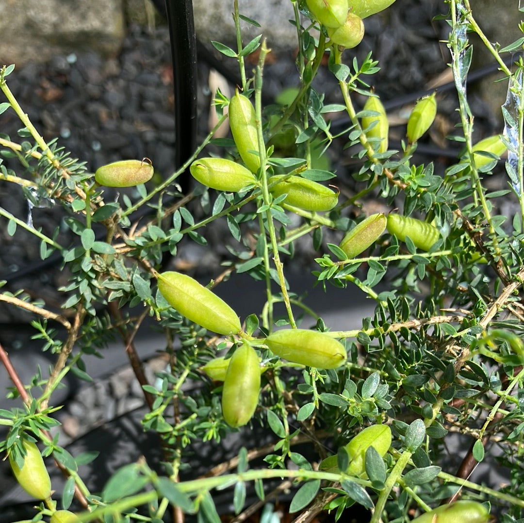 Schmetterlingsblüte 'Englischer Ginster'