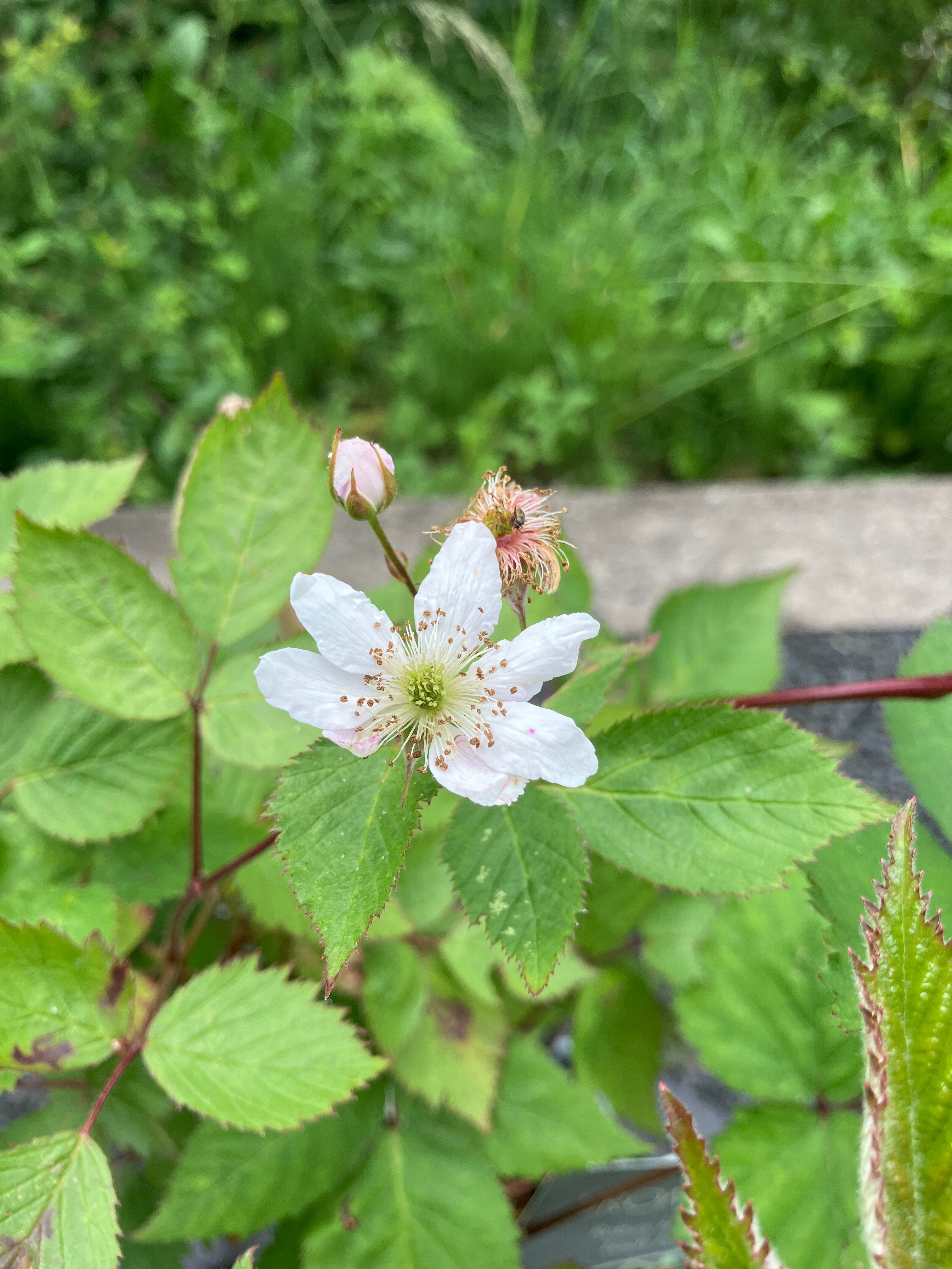 Brombeere 'Loch Ness'