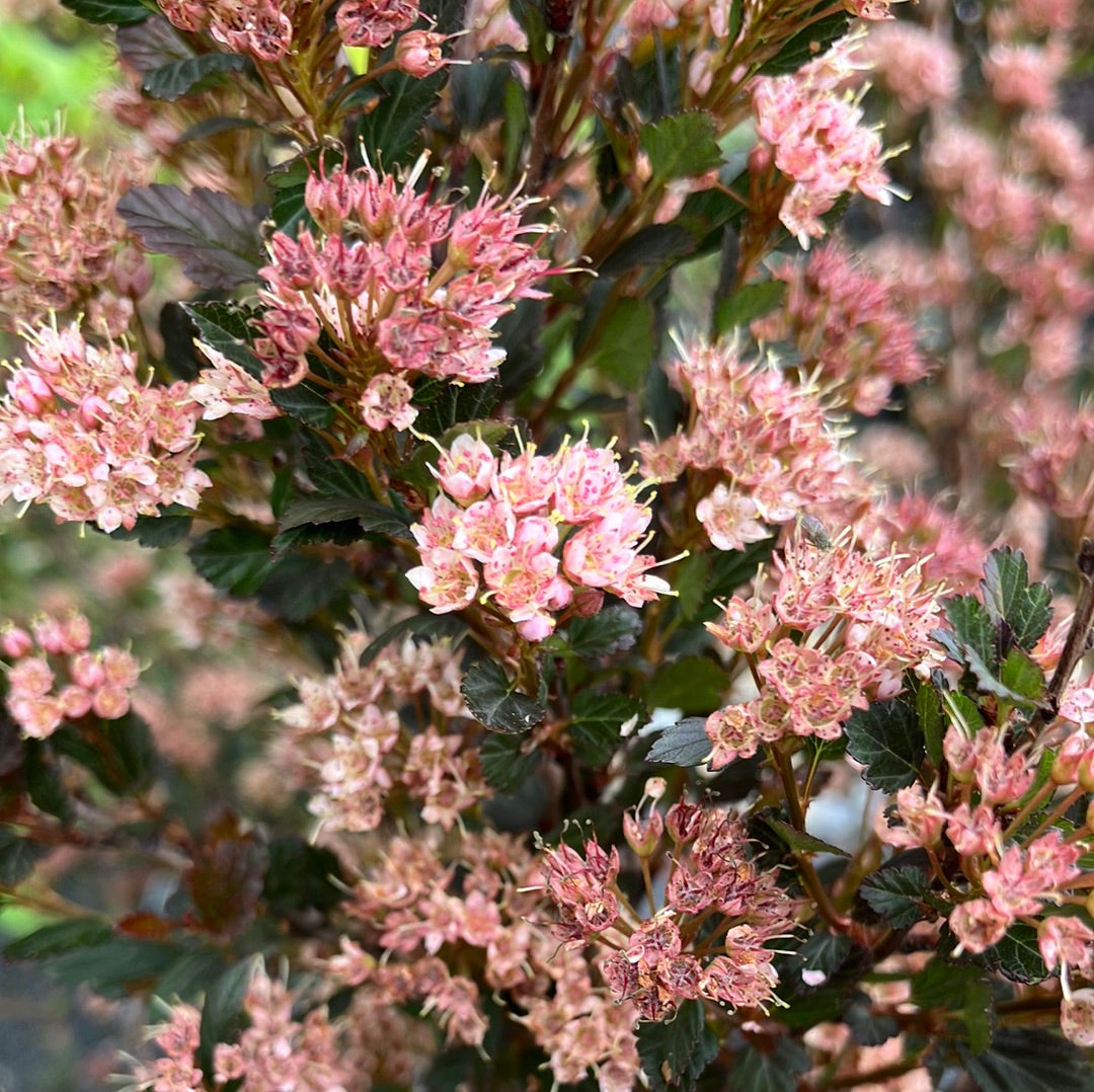 Kleine rotblättrige Fasanenspiere 'Little Devil'