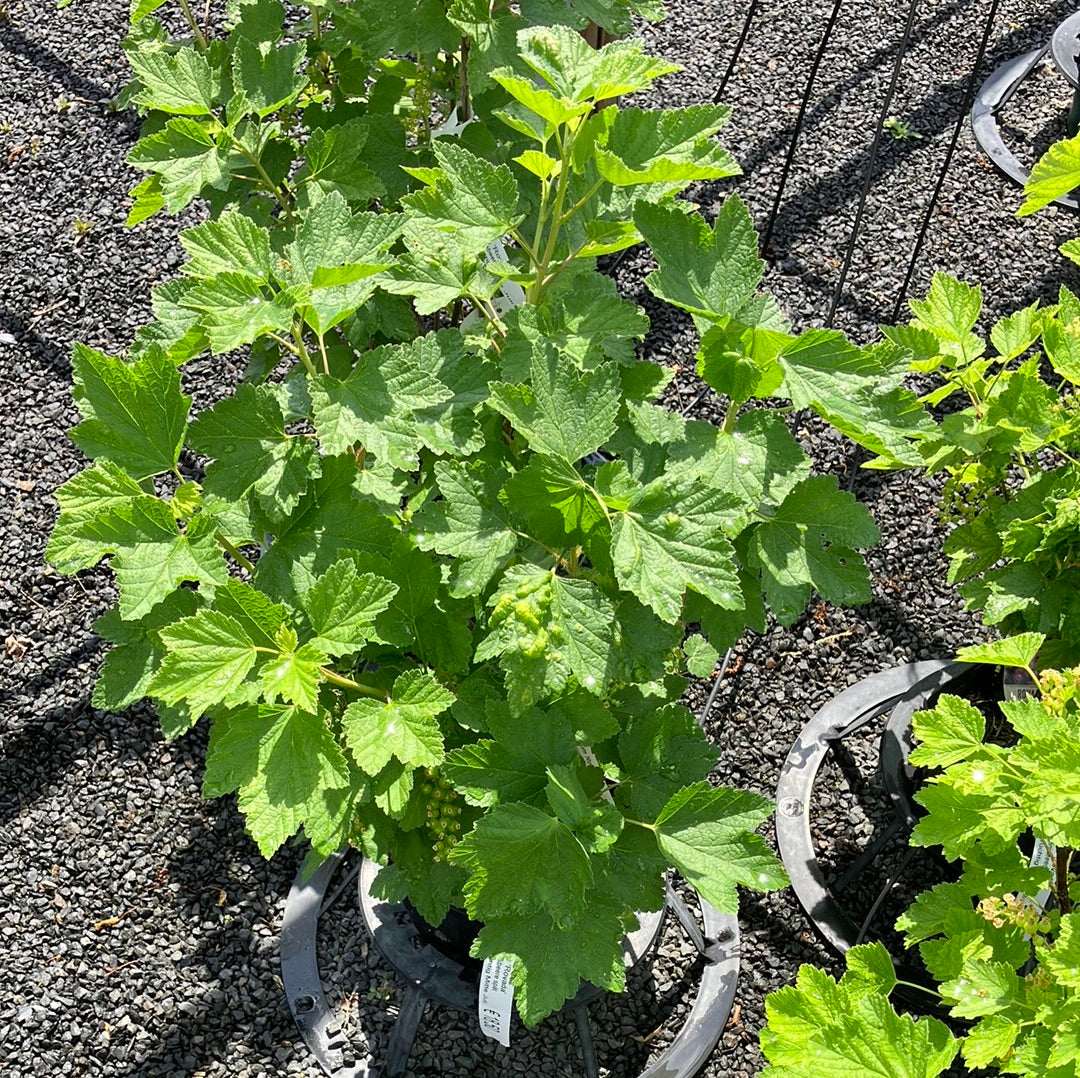 Rote Johannisbeere Ribes rubrum 'Rovada' spät groß