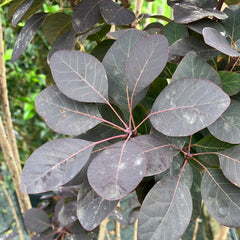 Roter Perückenstrauch 'Royal Purple' groß