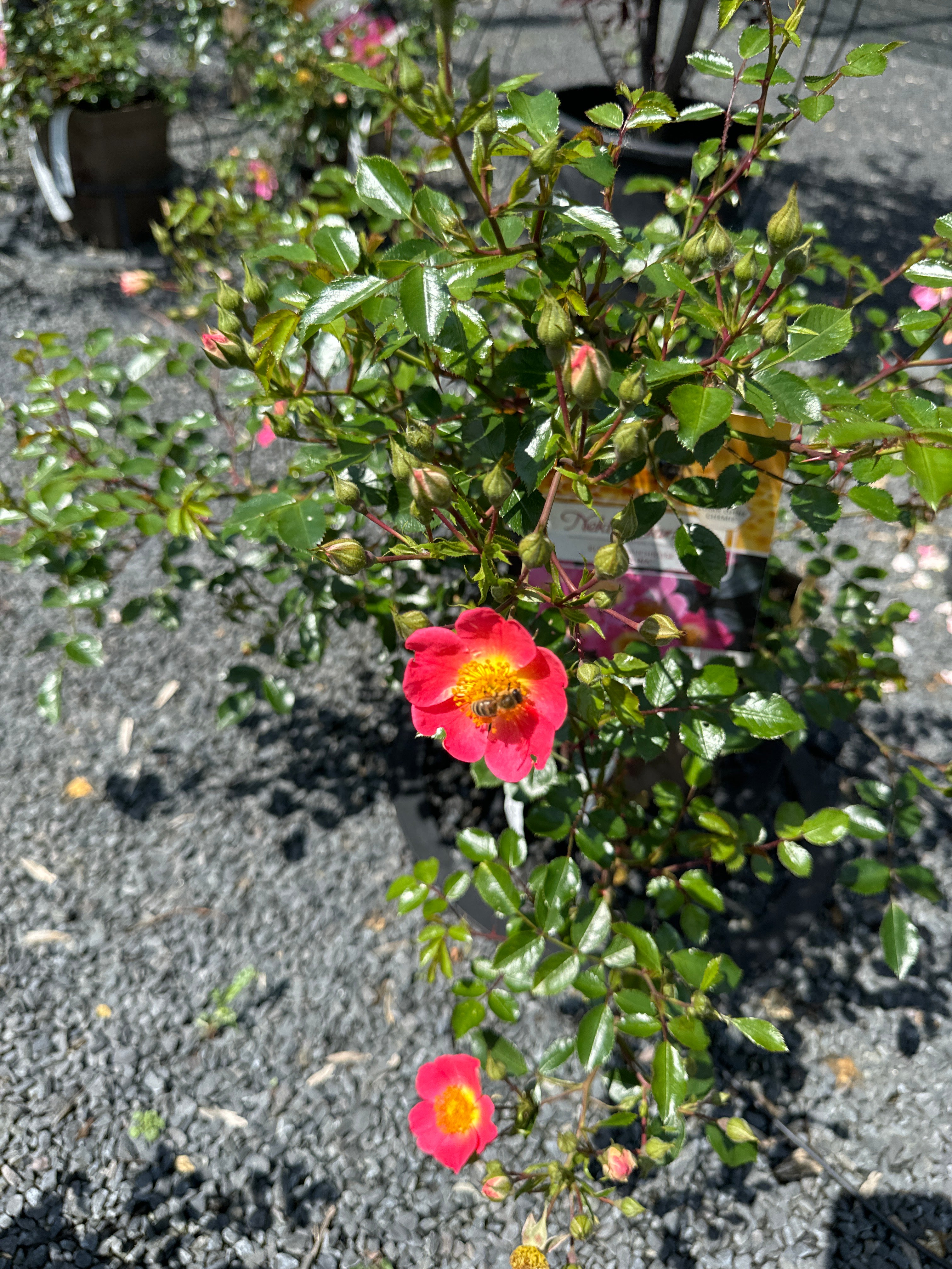 Kleinstrauchrose 'Topolina®'