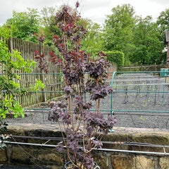 Roter Perückenstrauch 'Royal Purple' groß