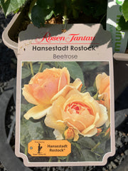 Beetrose 'Hansestadt Rostock®‘