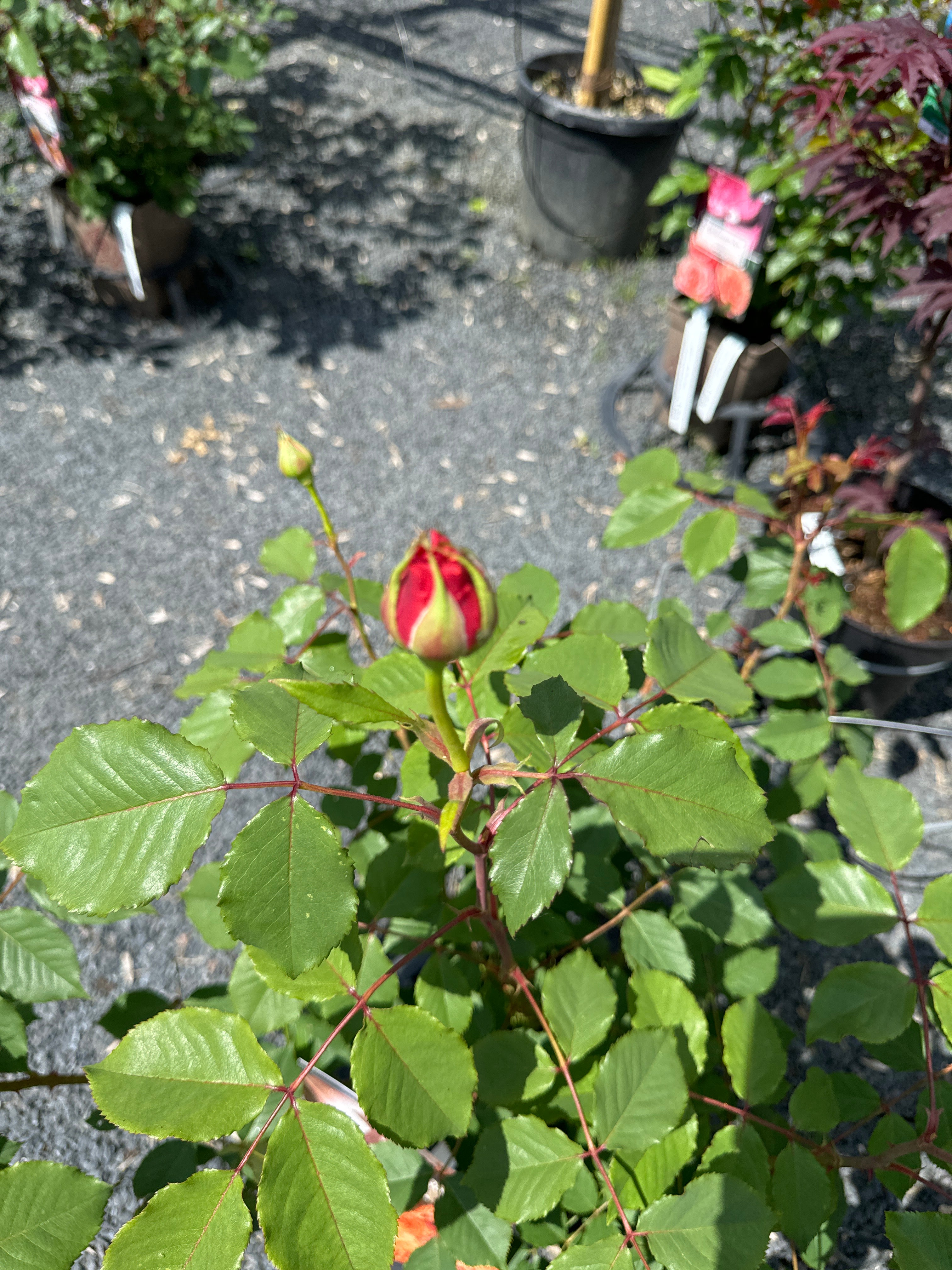 Strauchrose 'La Villa Cotta'