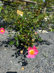 Kleinstrauchrose 'Topolina®'