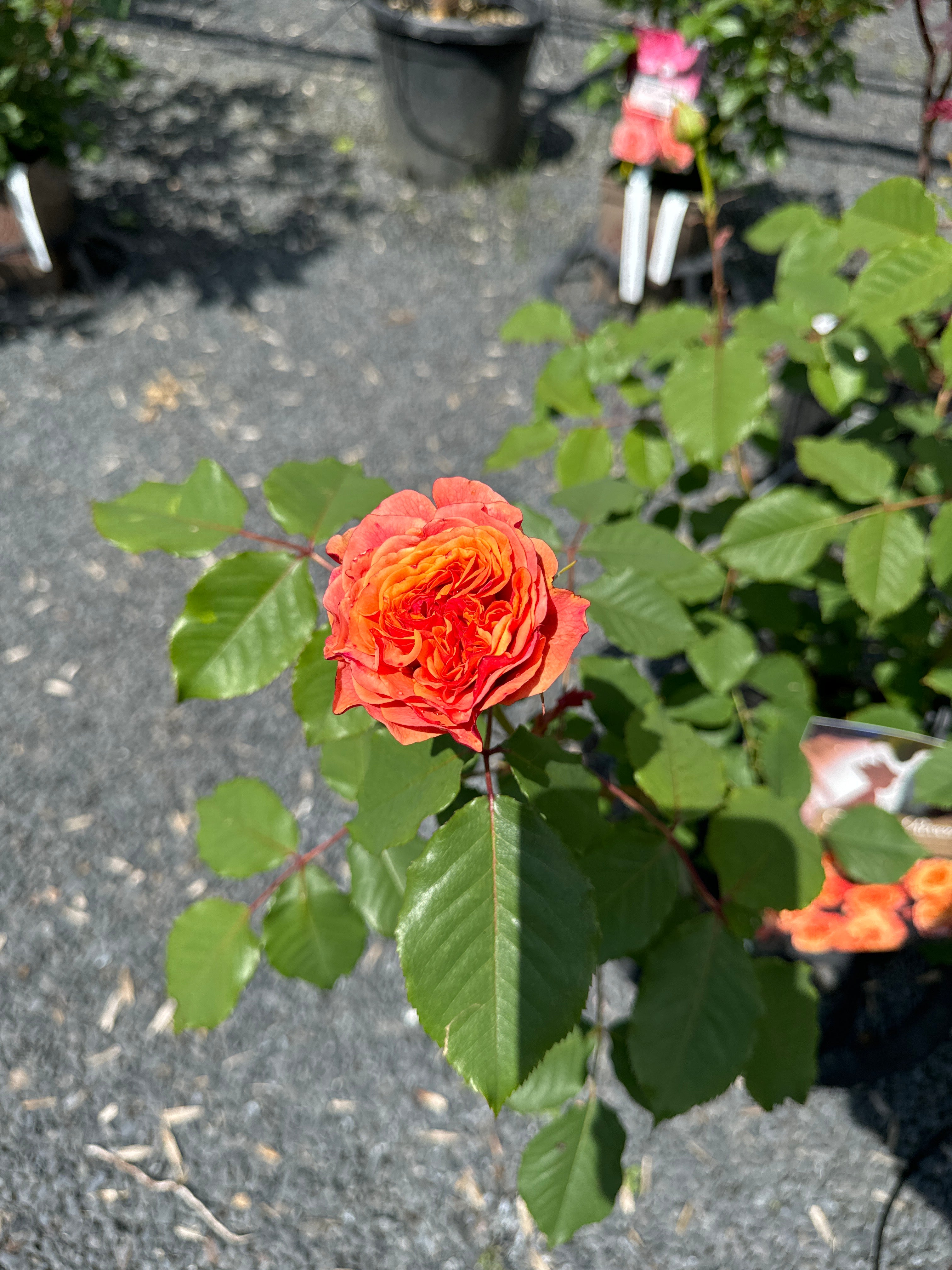 Strauchrose 'La Villa Cotta'