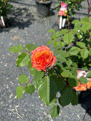 Strauchrose 'La Villa Cotta'