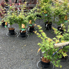 Korallenahorn Acer palmatum 'Sangokaku' 40-60