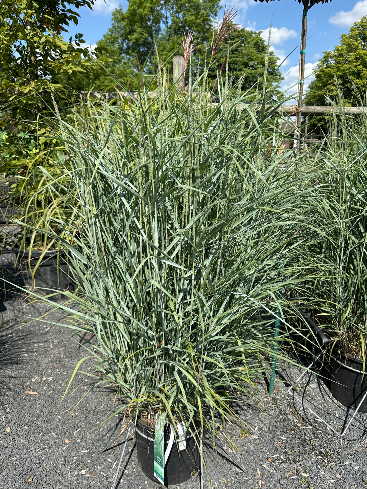 Rutenhirse 'Prairie Sky' groß