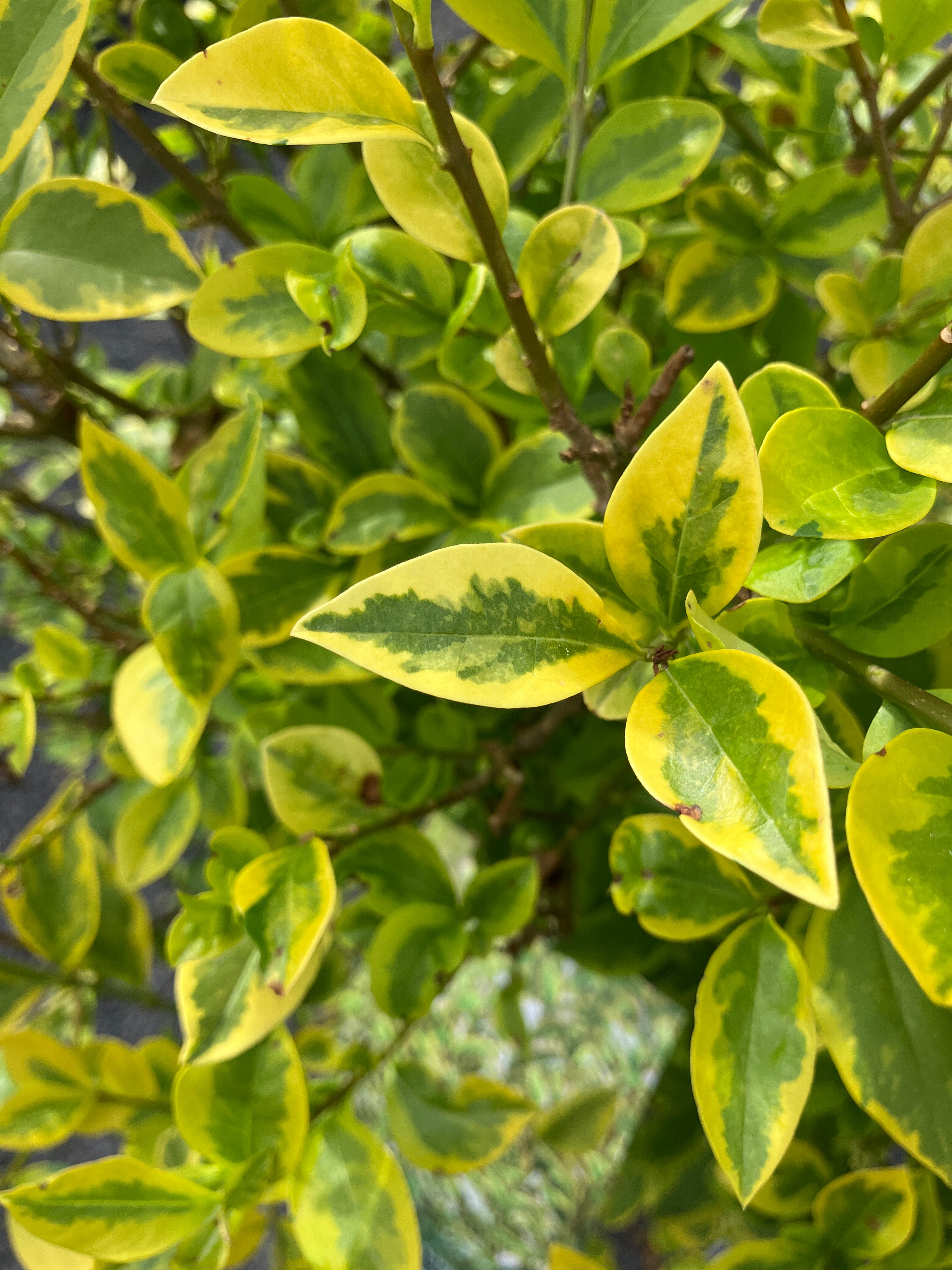 Goldliguster Ligustrum ovalifolium 'Aureum'