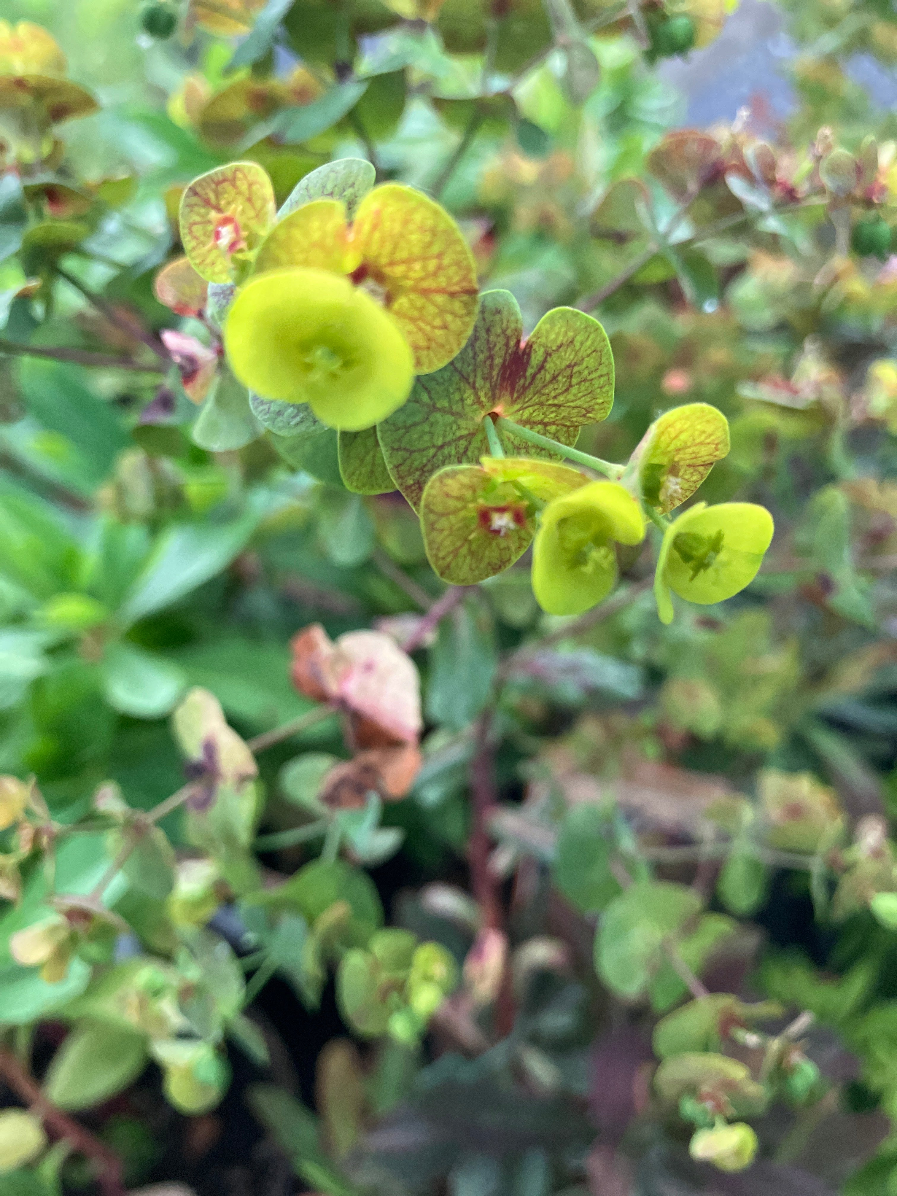 Mandelblättrige Wolfsmilch Euphorbia amygdaloides 'Purpurea' grün-gelb