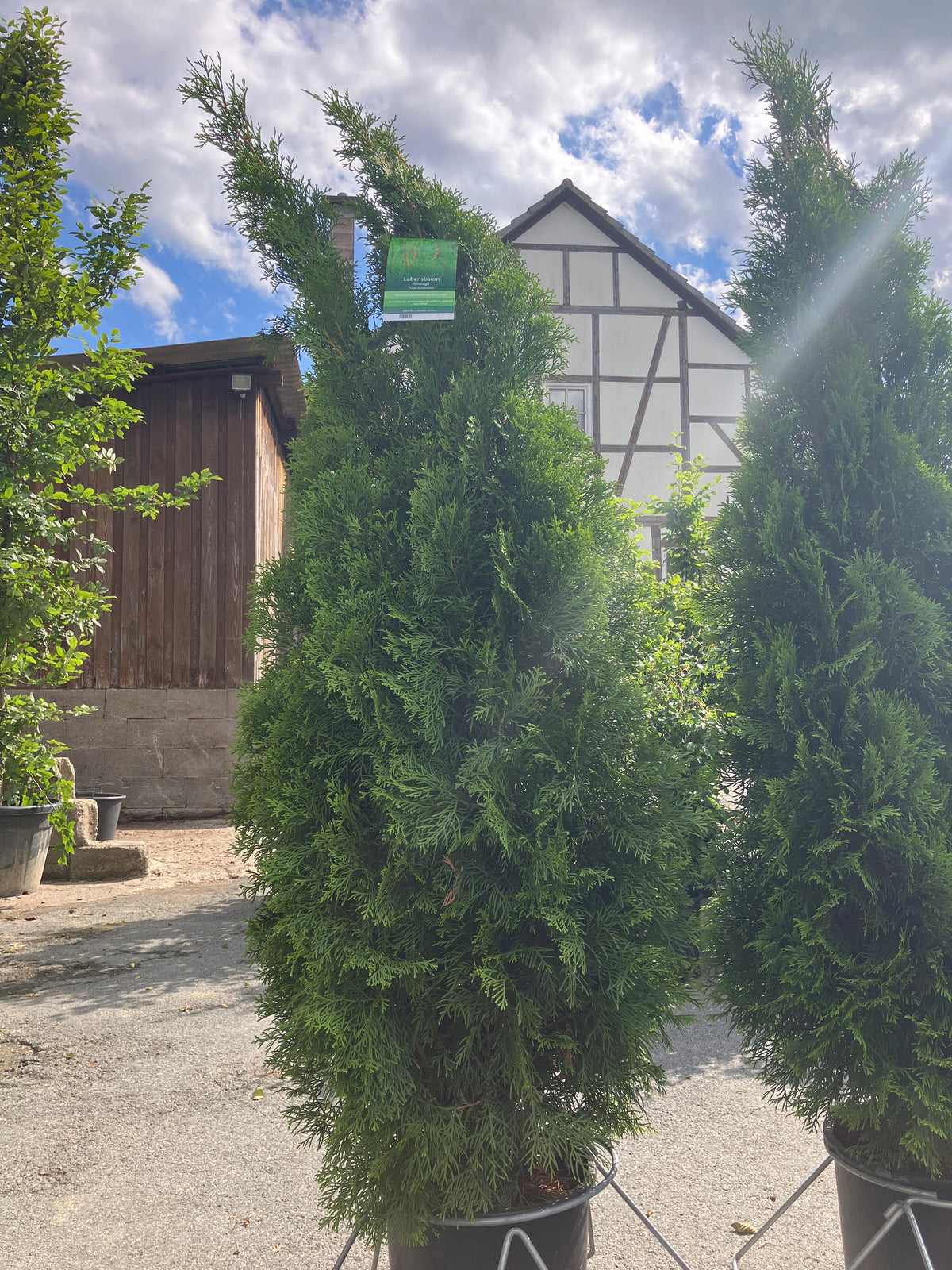 Lebensbaum Thuja occidentalis 'Smaragd'