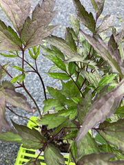 Juli-Silberkerze Actaea racemosa 'Black Negligee' -R- (Cimicifuga)