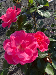 Strauchrose 'Romanze'