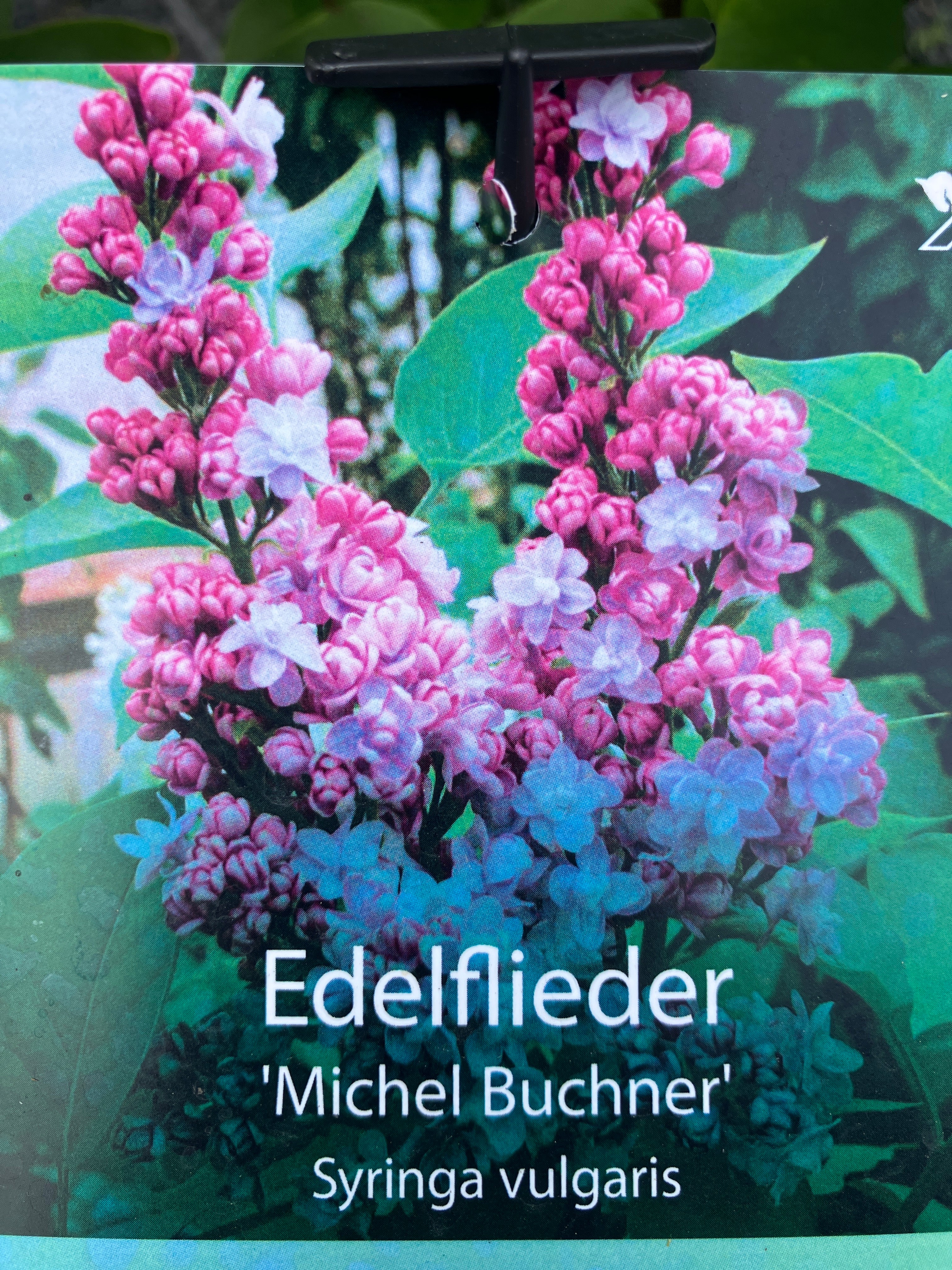 Edelflieder 'Michel Buchner'