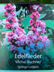 Edelflieder 'Michel Buchner'