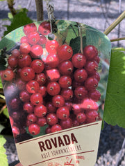 Rote Johannisbeere Ribes rubrum 'Rovada' spät groß
