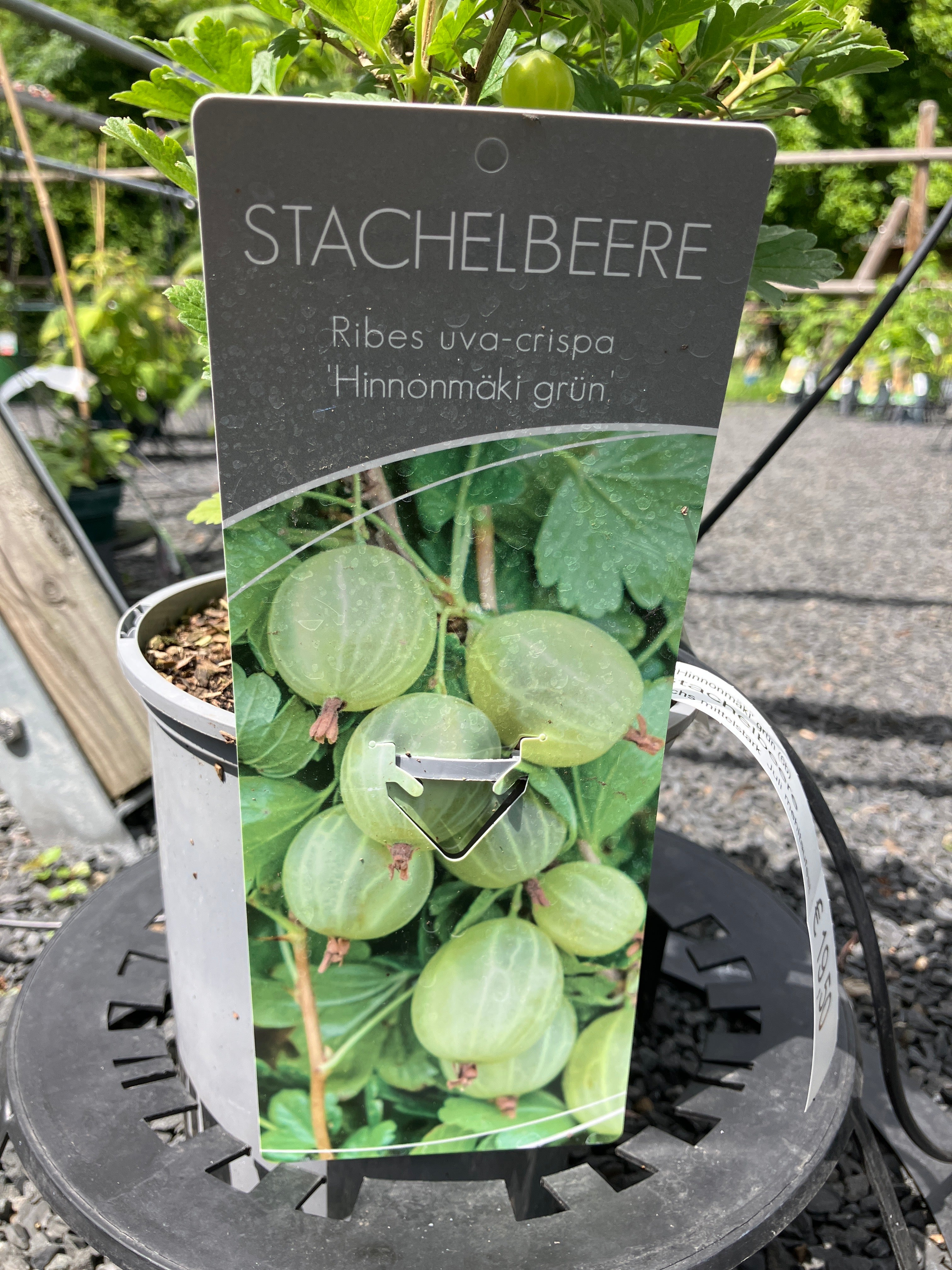 Stachelbeere 'Hinnonmäki grün'