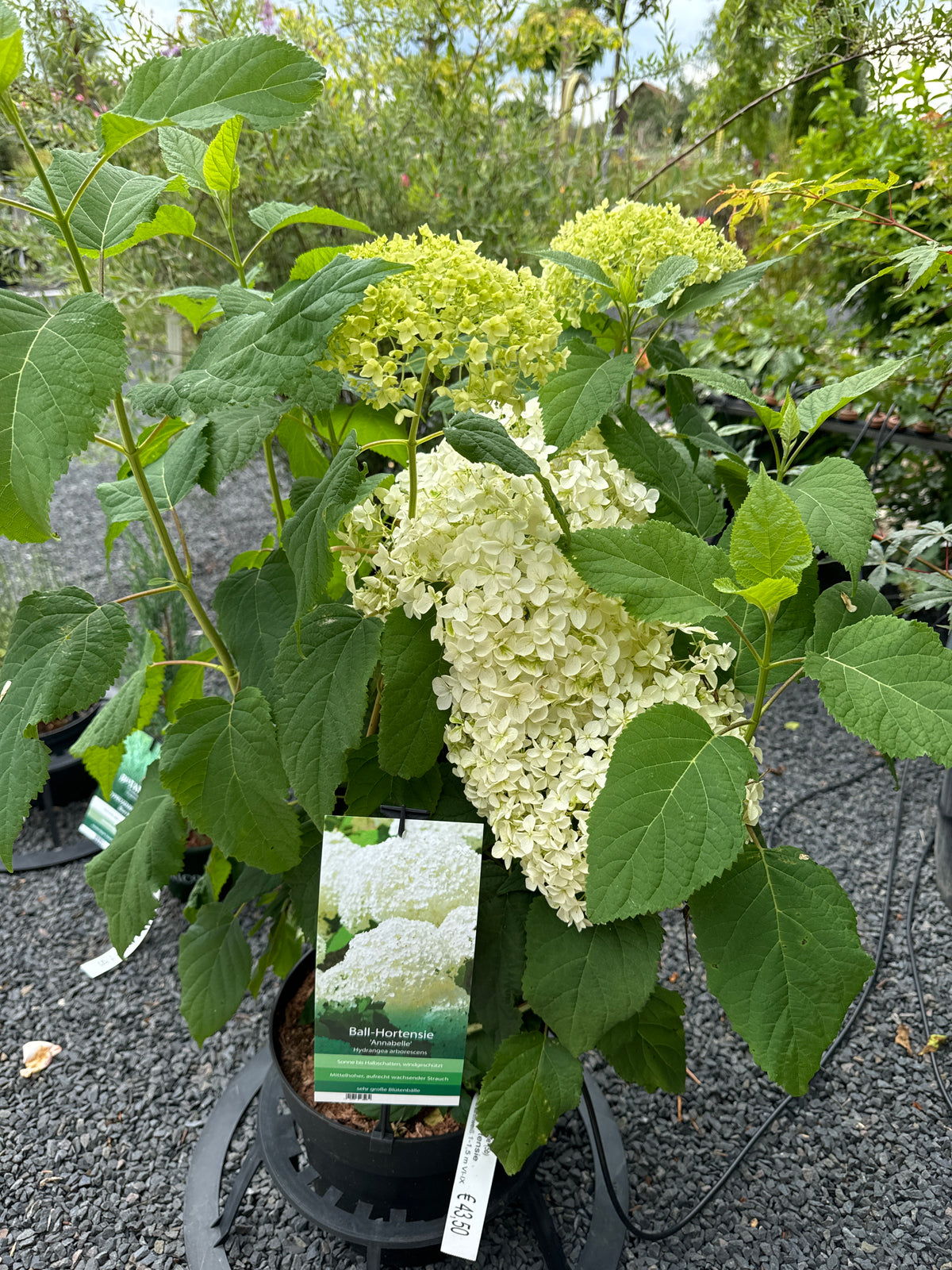 Ball-Hortensie 'Annabelle'