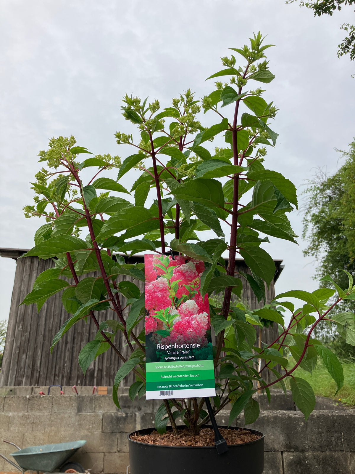 Rispenhortensie 'Vanille Fraise'