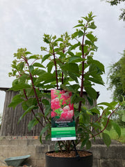 Rispenhortensie 'Vanille Fraise'