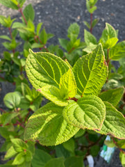 Rispenhortensie 'Early Sensation'