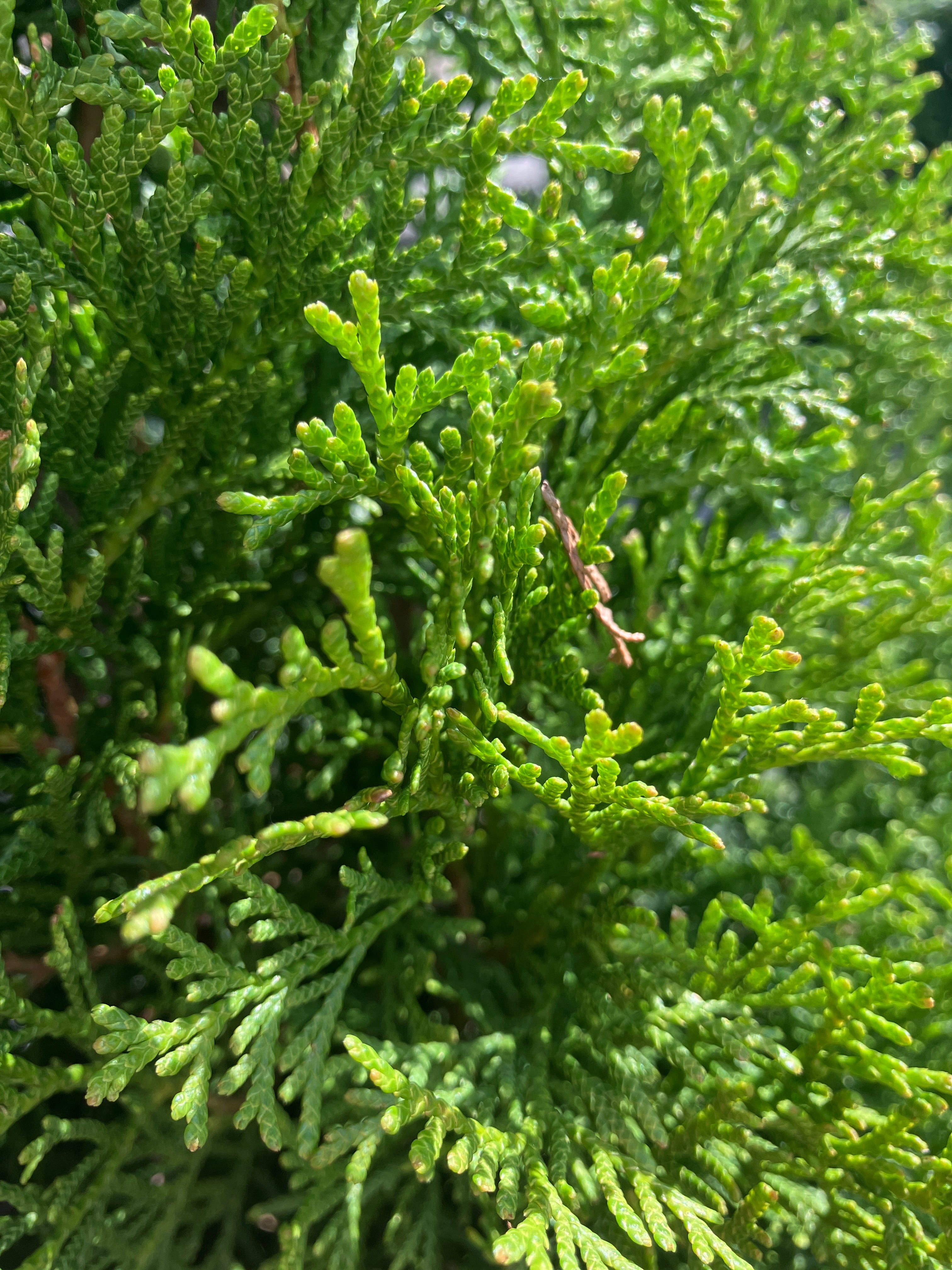 Lebensbaum Thuja occidentalis 'Smaragd'