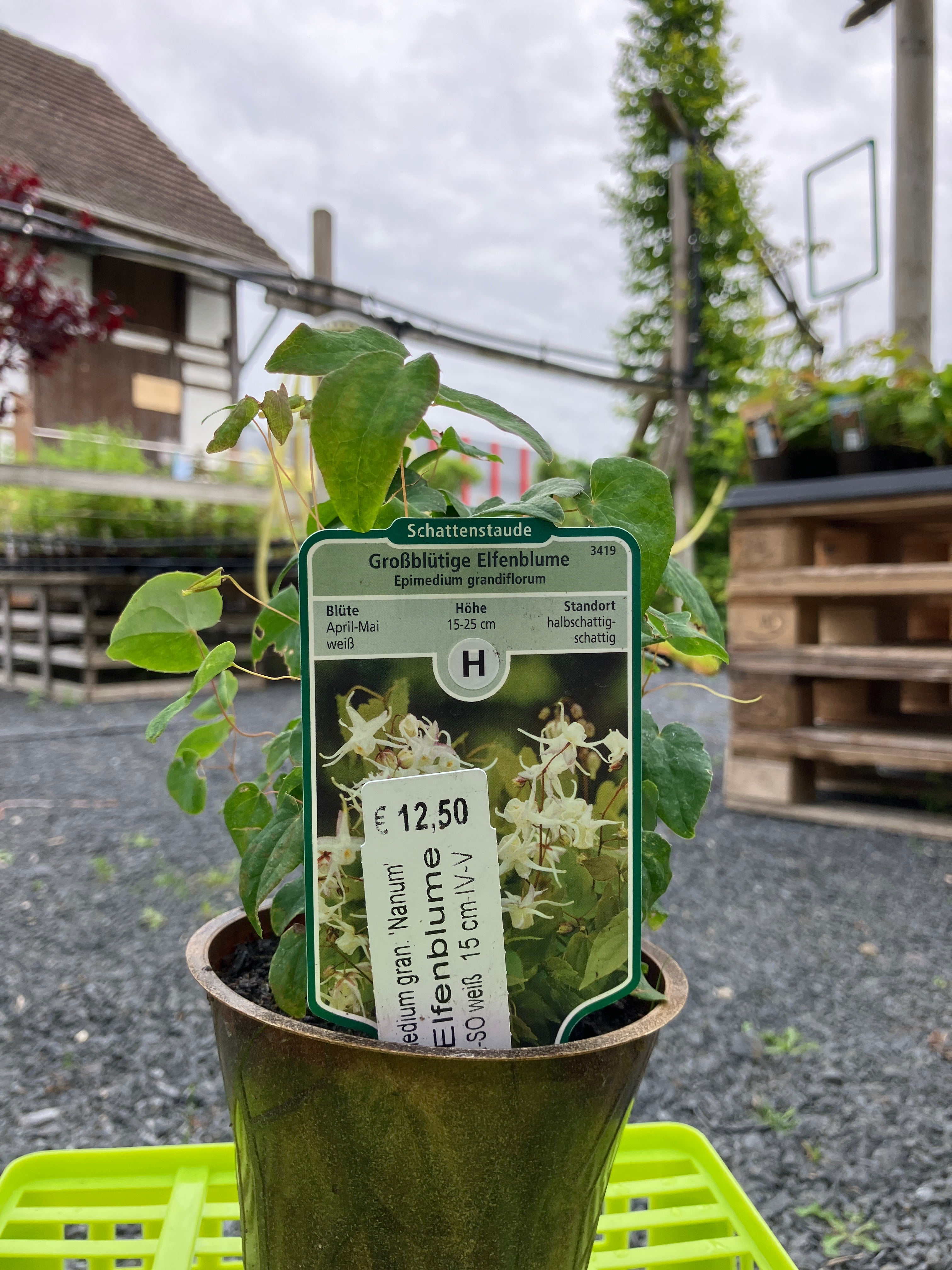 Großblütige Elfenblume 'Nanum'