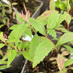 Spierstrauch Spiraea bumalda 'Dart's Red' blau-rubinrot