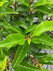 Portugiesische Lorbeerkirsche Prunus lusitanica 'Brenelia'