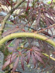 Japanischer Fächer-Ahorn Acer palmatum 'Tamukeyama'