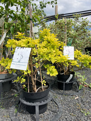 Gelber Perückenstrauch Cotinus coggygria 'Golden Spirit'