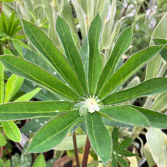 Lupine 'Kastellan'