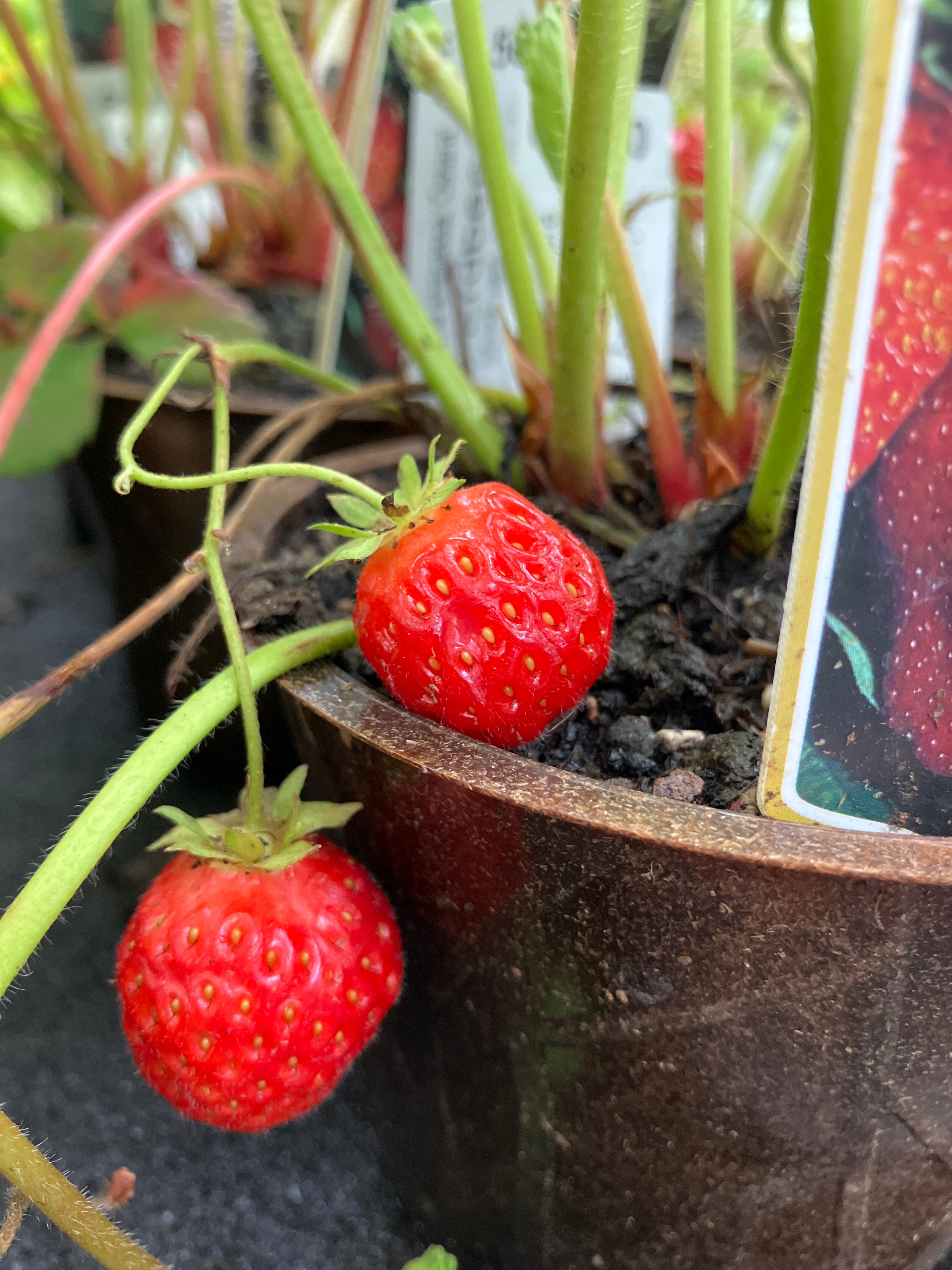 Garten-Erdbeere 'Ostara'
