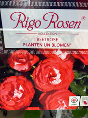 Beetrose 'Planten un Blomen'