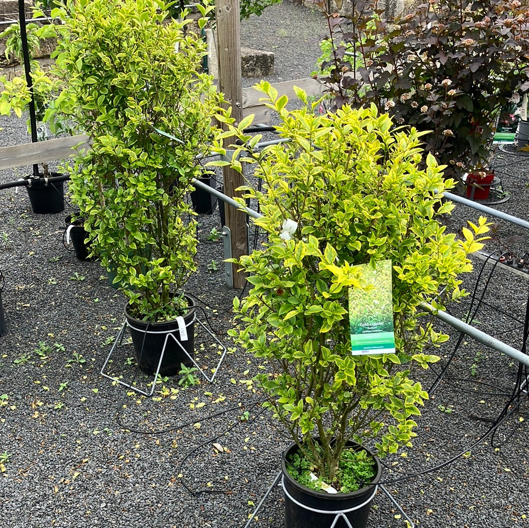 Goldliguster Ligustrum ovalifolium 'Aureum'