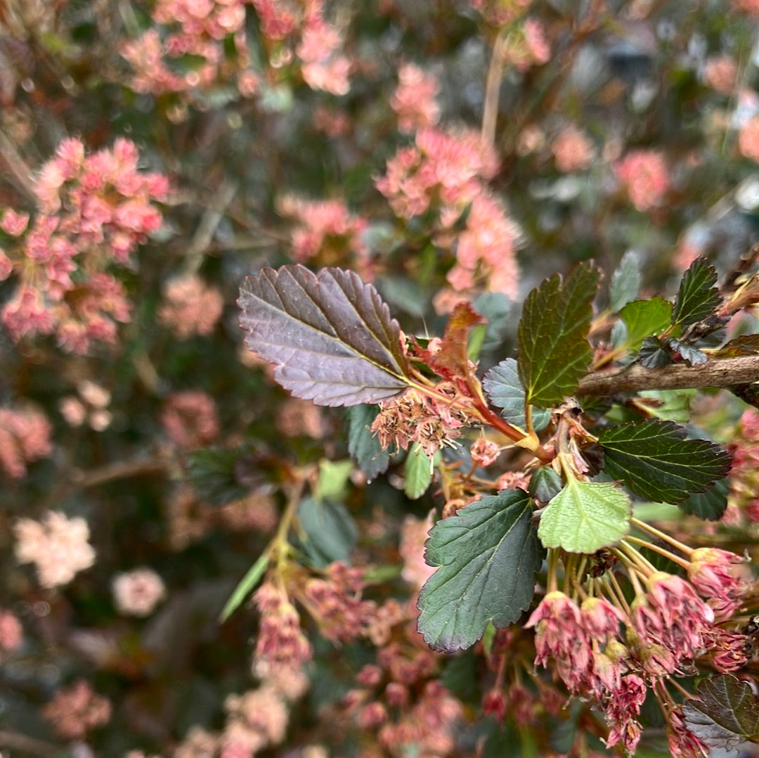 Kleine rotblättrige Fasanenspiere 'Little Devil'