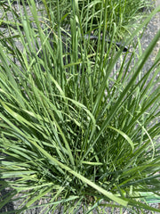 Rutenhirse 'Prairie Sky' groß