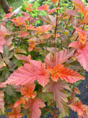 Blasenspiere 'Amber Jubilee'