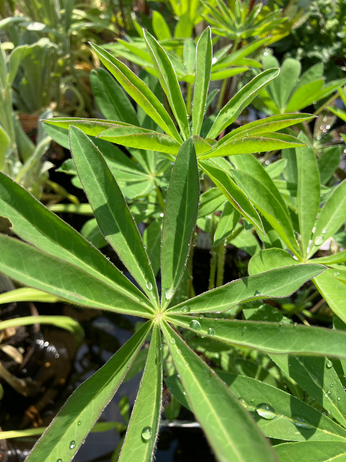 Lupine 'Schlossfrau'