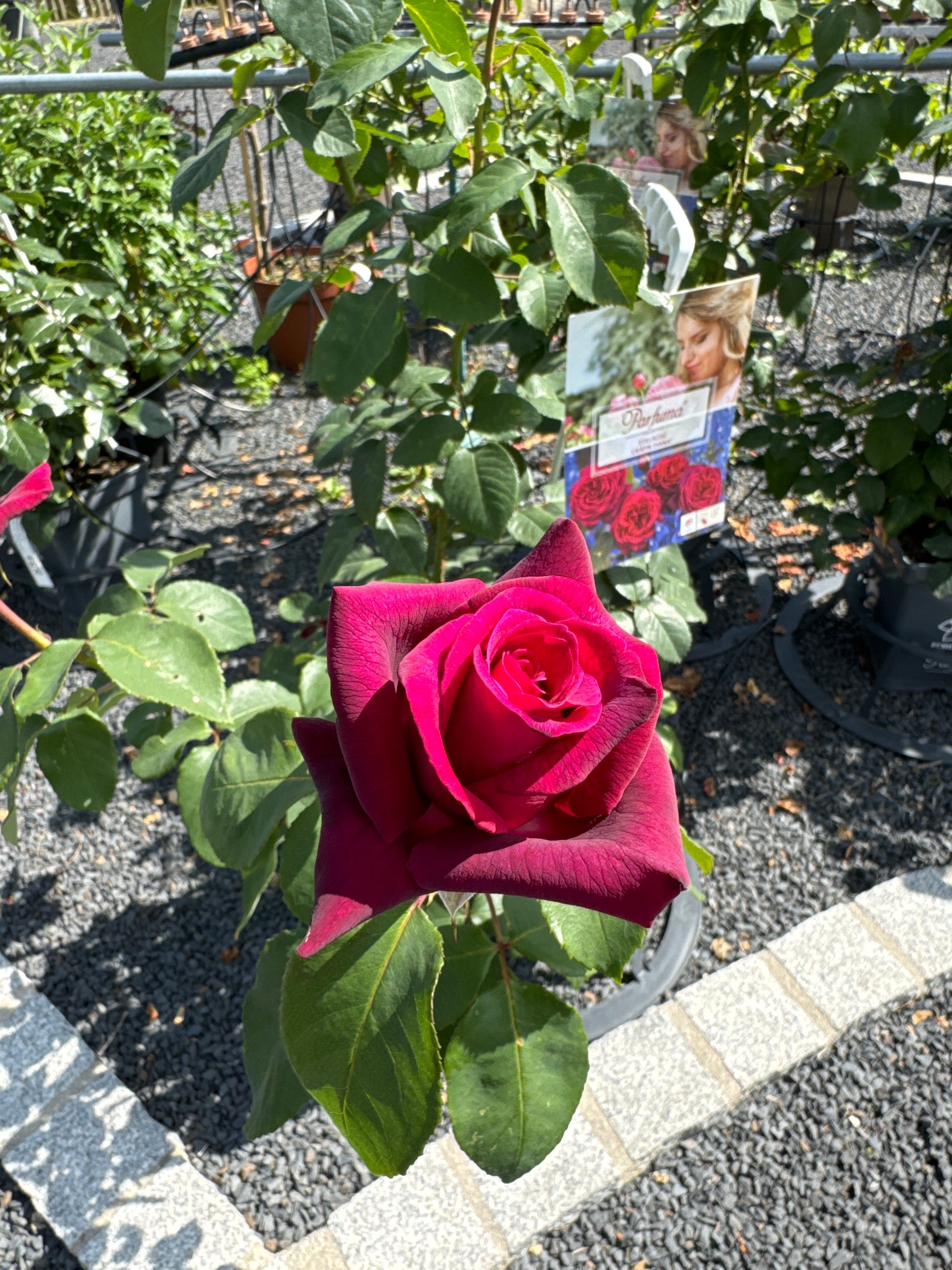 Edelrose 'Gräfin Diana'