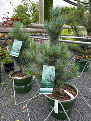 Blaue Zirbelkiefer 'Glauca'