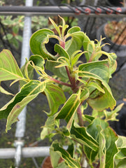 Japanischer Blumen-Hartriegel Cornus kousa 'Roberts Select'